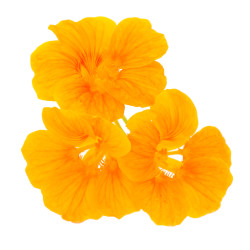 FLEUR COMESTIBLE CAPUCINES RAVIER